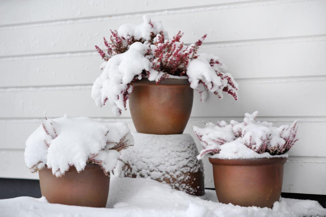 16 tips to winterize your home and save on electric bill Littleton. Protect your plants.